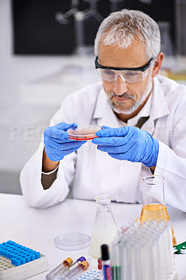 Buy stock photo Mature man, scientist and chemical in petri dish for scientific experiment, reaction and research. Science, serious and test with medical study or innovation for vaccine, cure and sample for medicine