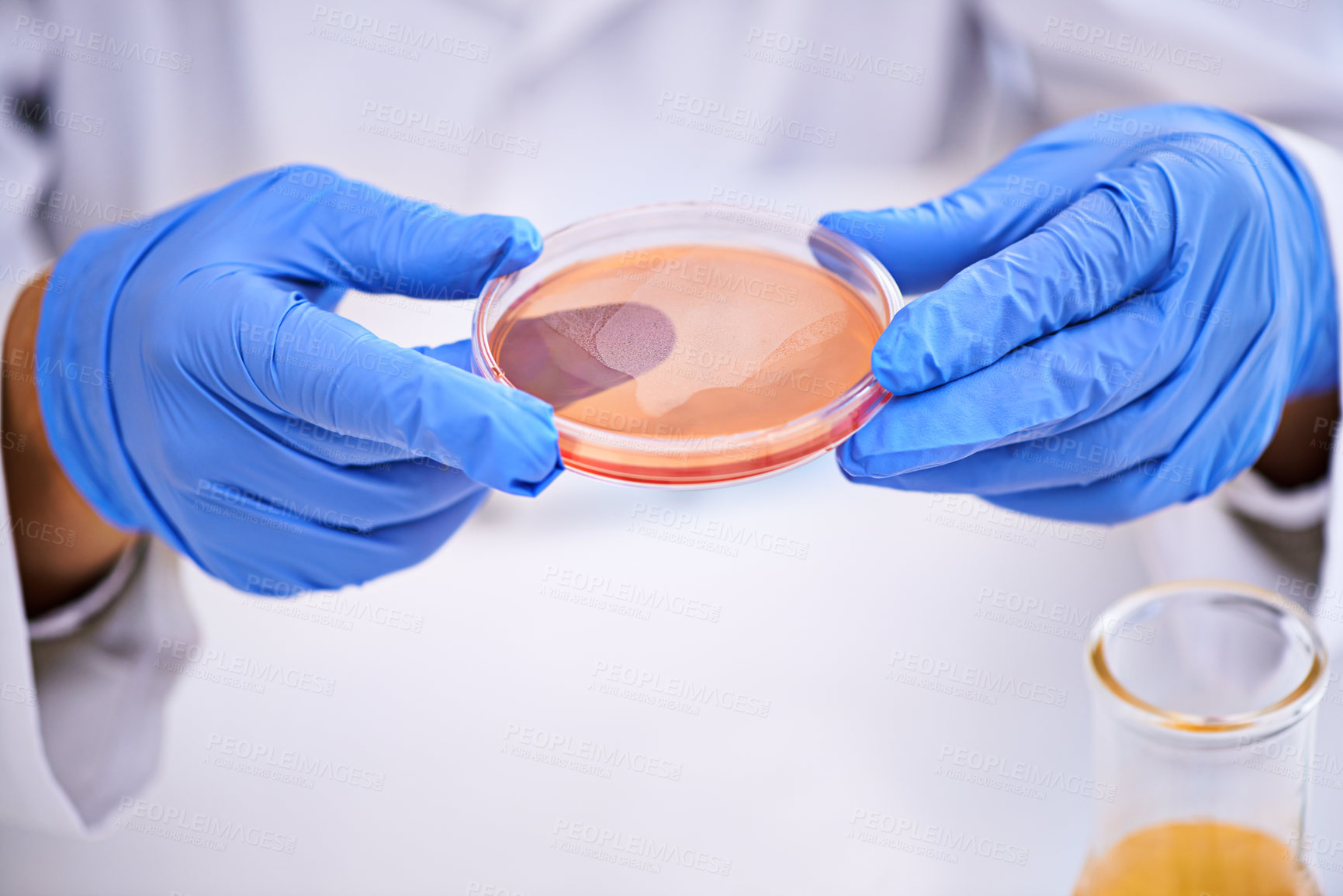 Buy stock photo Closeup shot of a scientist holding a petri dish while conducting an experiment