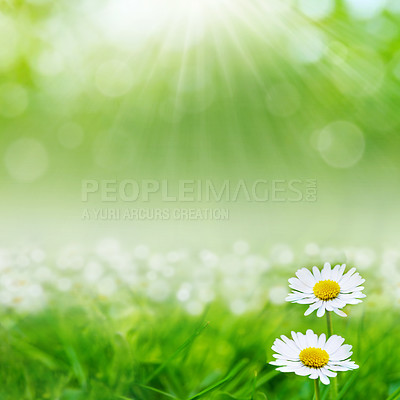 Buy stock photo Sunshine on a bright green field of beautiful white daisies with copyspace and bokeh. Flowers rising with the sun on a vibrant, colorful morning in nature. Soothing zen garden offering nature's peace