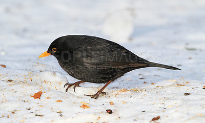 Buy stock photo Black, bird and hungry in nature with snow for winter, wildlife and natural habitat or environment for animal. Blackbird, survival and outdoors in cold weather in Europe for adaptation and ice