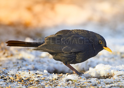 Buy stock photo Blackbird in wintertime and sunshine