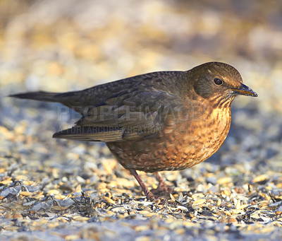 Buy stock photo A photo of a female blackbird in wintertime - snow, white and brown