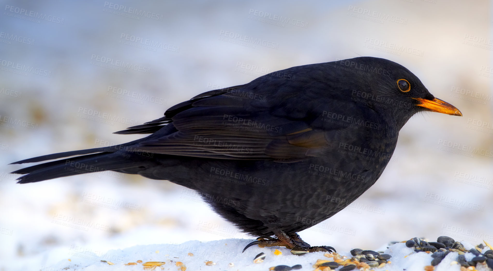 Buy stock photo Male Blackbird in wintertime and sunshine