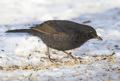 Buy stock photo Bird, seeds and snow in outdoor park for food with natural environment, wildlife and dark feathers. Blackbird, hunger and cold weather in countryside for winter survival, ecology and sharp claws