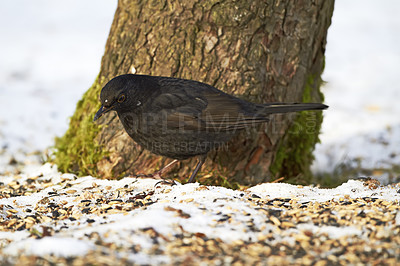 Buy stock photo Blackbird, tree and garden with nature, environment and season with avian and countryside. Animal, backyard and ice with wildlife and landscape with moss and ground with feather and ecosystem