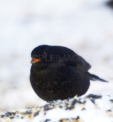 Buy stock photo Black, bird and food in nature with snow for winter, wildlife and natural habitat or environment for animal. Blackbird, survival and hungry in cold weather in Europe for adaptation and closeup