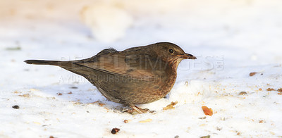 Buy stock photo Spring, chick and blackbird animal in nature on ground with snow or ice to search for food and grain. Bird, breed or closeup outdoor in backyard or park in countryside with young songbird or wildlife