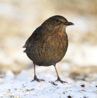 Buy stock photo Bird, snow or nature in environment, sustainability or future of ecology in winter countryside. Common blackbird, closeup or ice in eco friendly, wildlife or ecosystem as frozen, habitat or bug