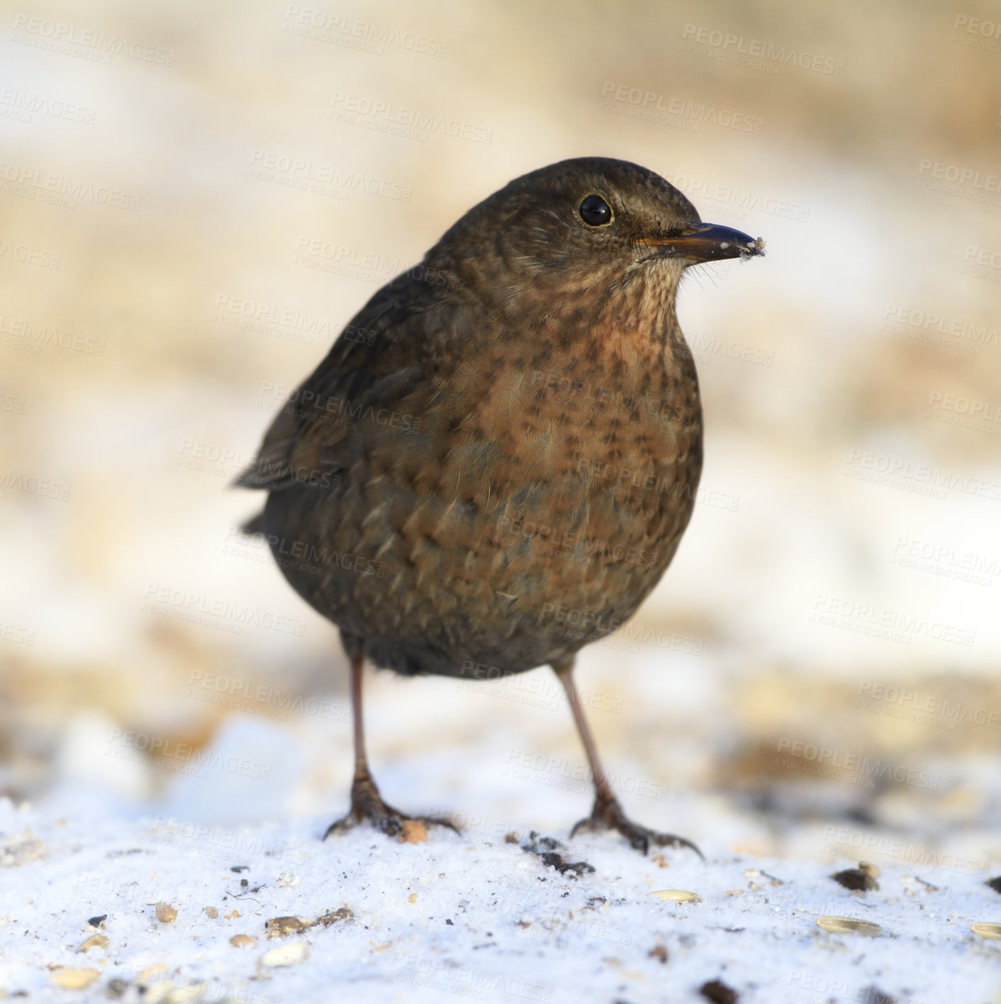 Buy stock photo Bird, snow or nature in environment, sustainability or future of ecology in winter countryside. Common blackbird, closeup or ice in eco friendly, wildlife or ecosystem as frozen, habitat or bug