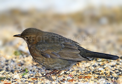 Buy stock photo Bird, ground or nature in environment, sustainability or conservation, ecology or countryside. Common blackbird, animal or feather on tail, wing or park in eco friendly, wildlife or ecosystem