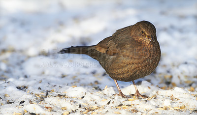 Buy stock photo Spring, chick and blackbird animal in nature on ground with snow or ice to search for grain or seeds. Bird, breed or closeup outdoor in backyard or park in countryside with young wildlife or songbird