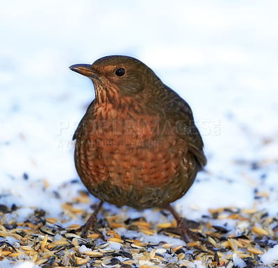 Buy stock photo Female, blackbird and animal in spring nature on ground with snow or ice to search for food and seeds. Bird, breed or chick closeup outdoor in backyard, park or countryside with songbird or wildlife