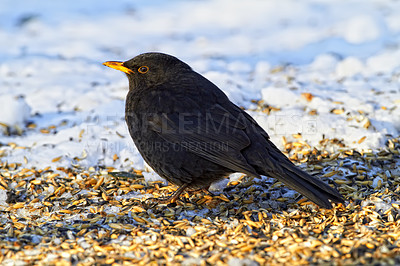 Buy stock photo Blackbird in wintertime and sunshine