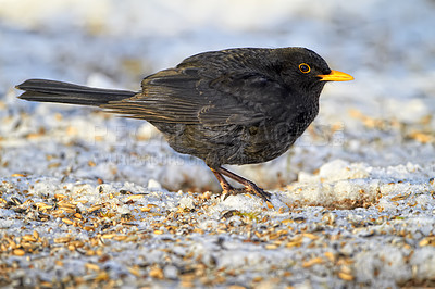 Buy stock photo Black, bird and outdoor in nature with snow for winter, wildlife and natural habitat or environment for animal. Turdus merula, survival and hungry in cold weather in Europe for adaptation and closeup