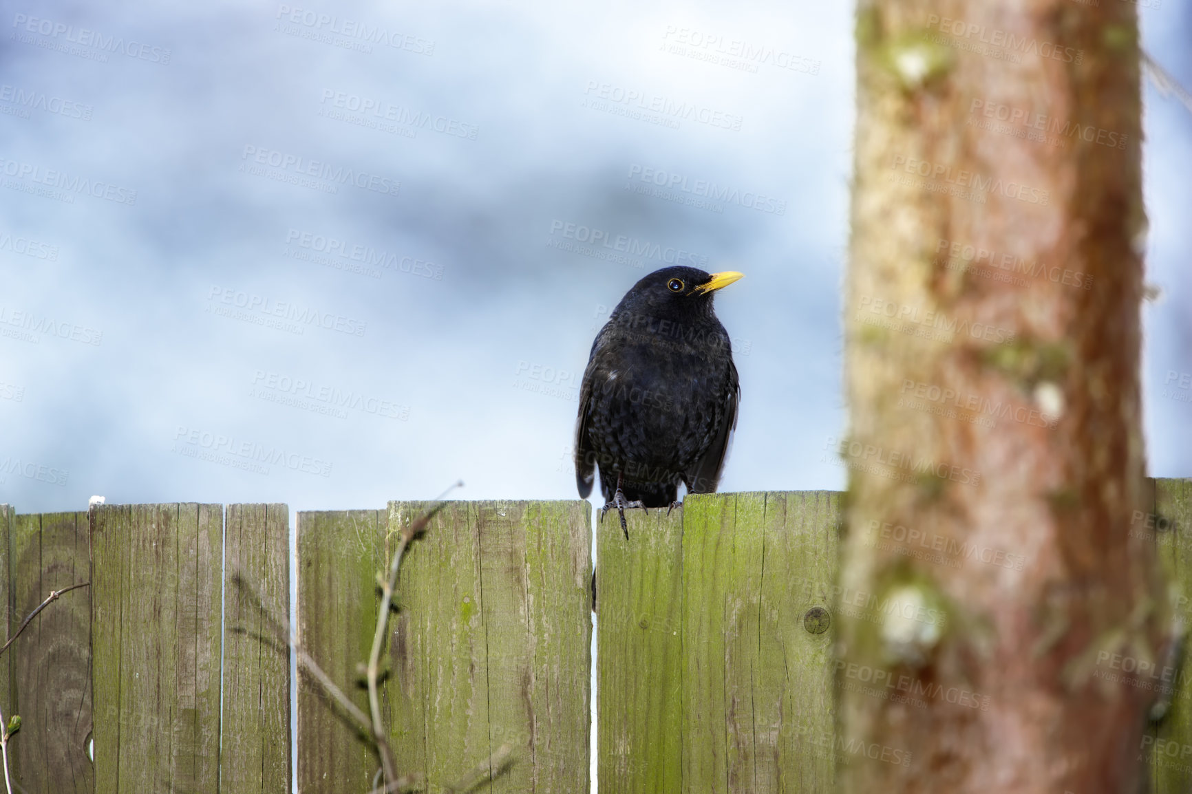 Buy stock photo One blackbird sitting alone on a garden wooden fence outside against a blue sky with copyspace. Wildlife and songbird on backyard wood plank during the day. Curious species animal with black feathers