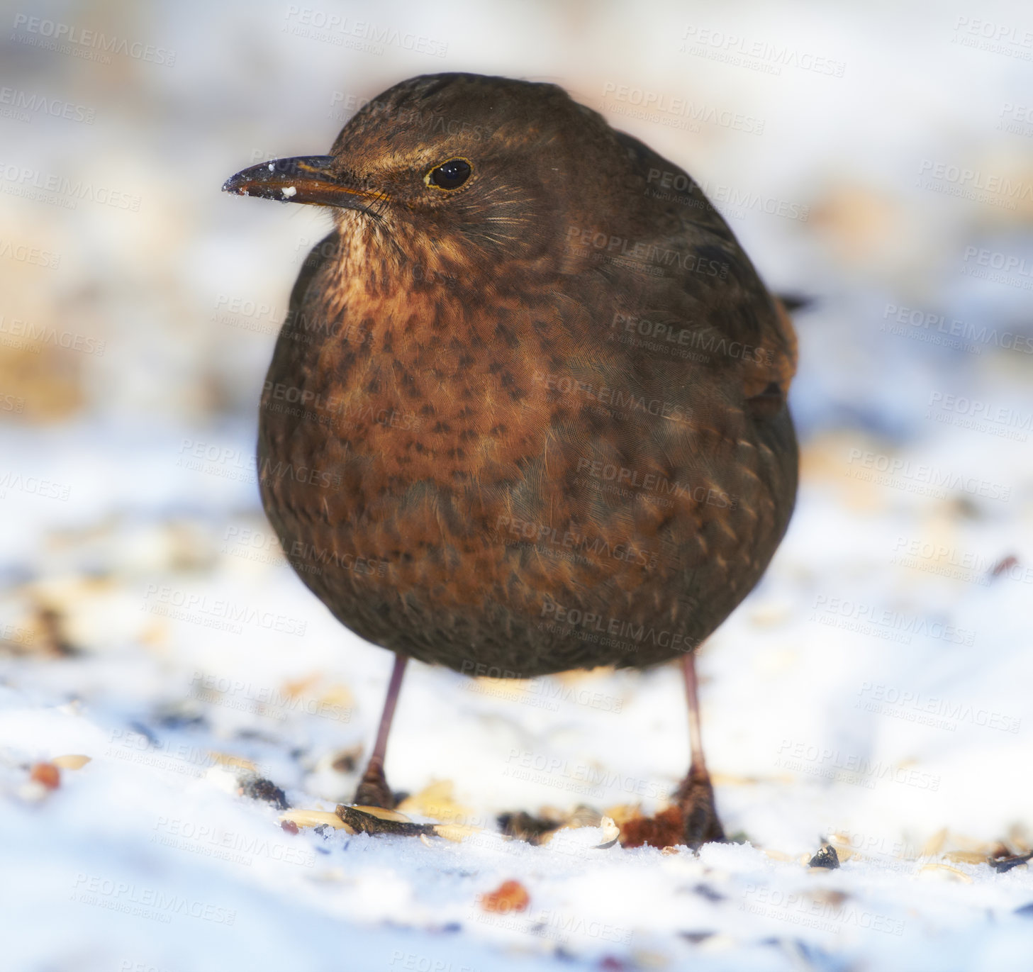 Buy stock photo Blackbird in wintertime and sunshine