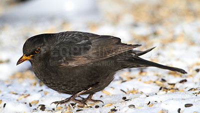 Buy stock photo Bird, food and snow in outdoor park for seeds with cold weather, wildlife and dark feathers. Blackbird, hunger and natural environment in countryside for winter survival, ecology and frozen ground