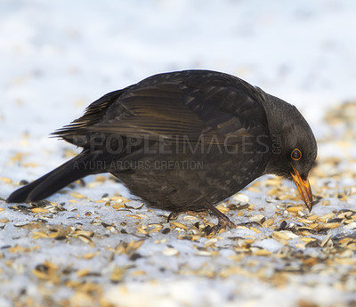 Buy stock photo Black, bird and seed in nature with snow for winter, wildlife and natural habitat or environment for animal. Turdus merula, survival and hungry in cold weather in Europe for adaptation and closeup.