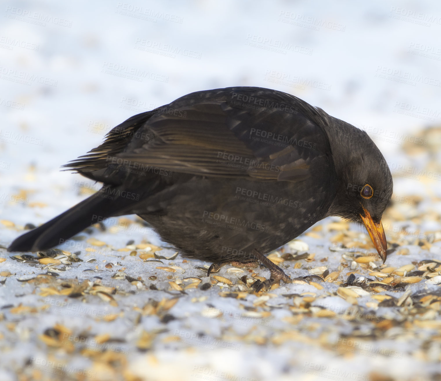 Buy stock photo Black, bird and seed in nature with snow for winter, wildlife and natural habitat or environment for animal. Turdus merula, survival and hungry in cold weather in Europe for adaptation and closeup.