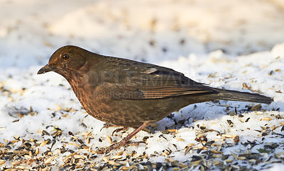 Buy stock photo Bird, nature or biodiversity in wildlife, conservation or sustainability of environment in winter. Common blackbird, snow or animal of tail feather in eco friendly, countryside or ecosystem.