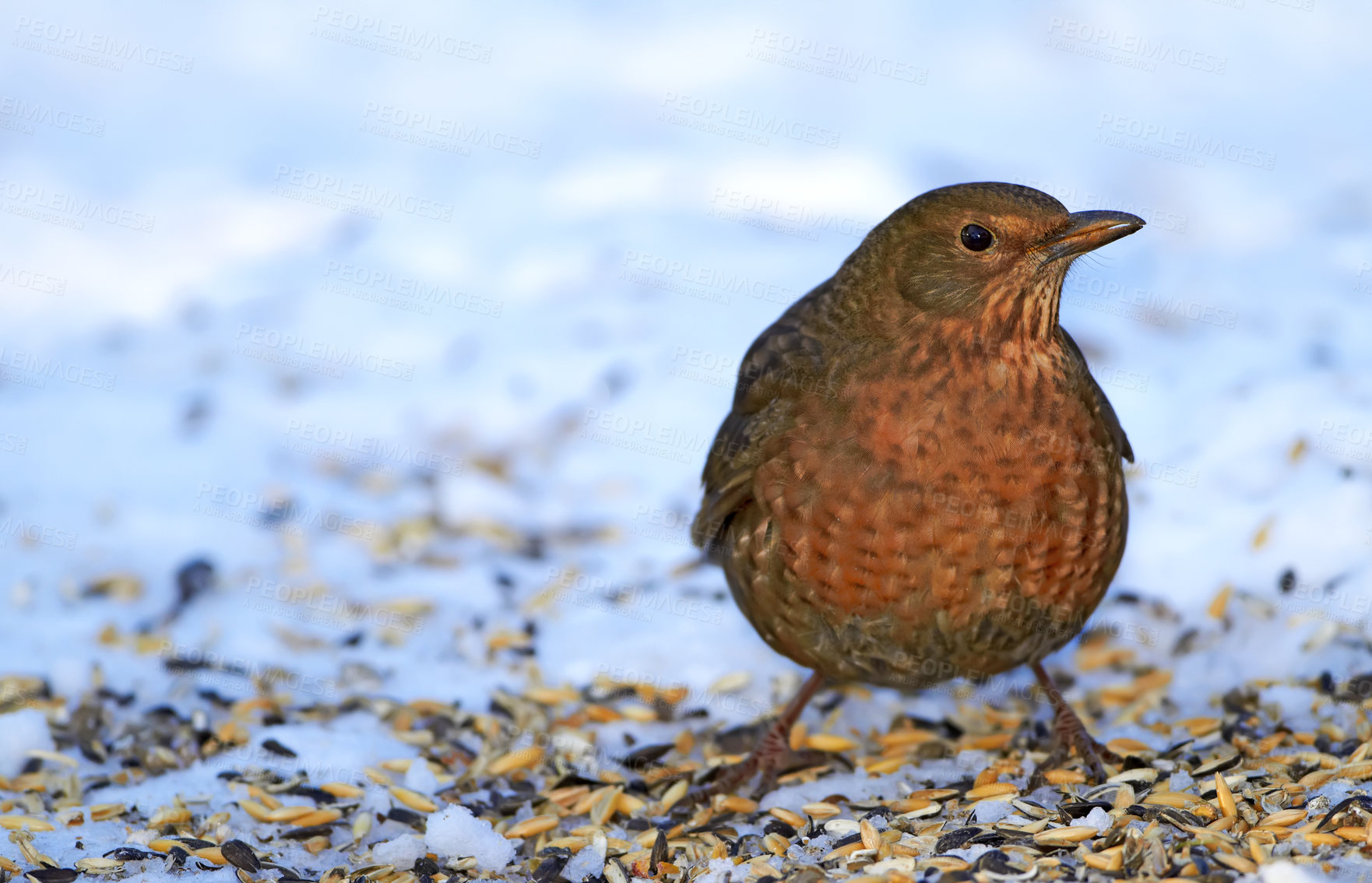 Buy stock photo A telephoto of a female blackbird in wintertime