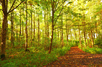 Lush forest in the spring