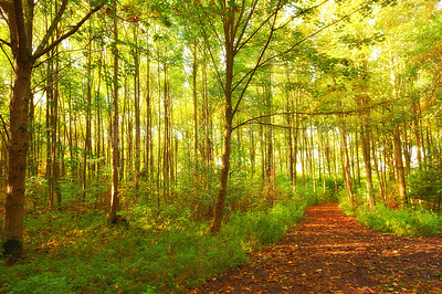 Buy stock photo Environment, jungle and path with trees in autumn for conservation or sustainability of ecosystem. Forest, nature and dirt road with woods climate or landscape for adventure, exploration and hiking