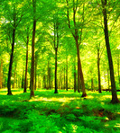 Lush forest in the spring