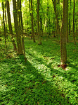 Lush forest in the spring