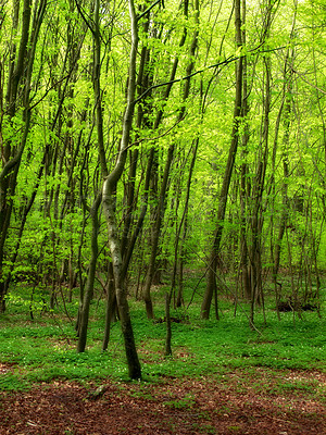 Buy stock photo Environment, forest and growth with trees in summer for conservation or sustainability of ecosystem. Earth, landscape and location with rainforest or woods for adventure, exploration and hiking