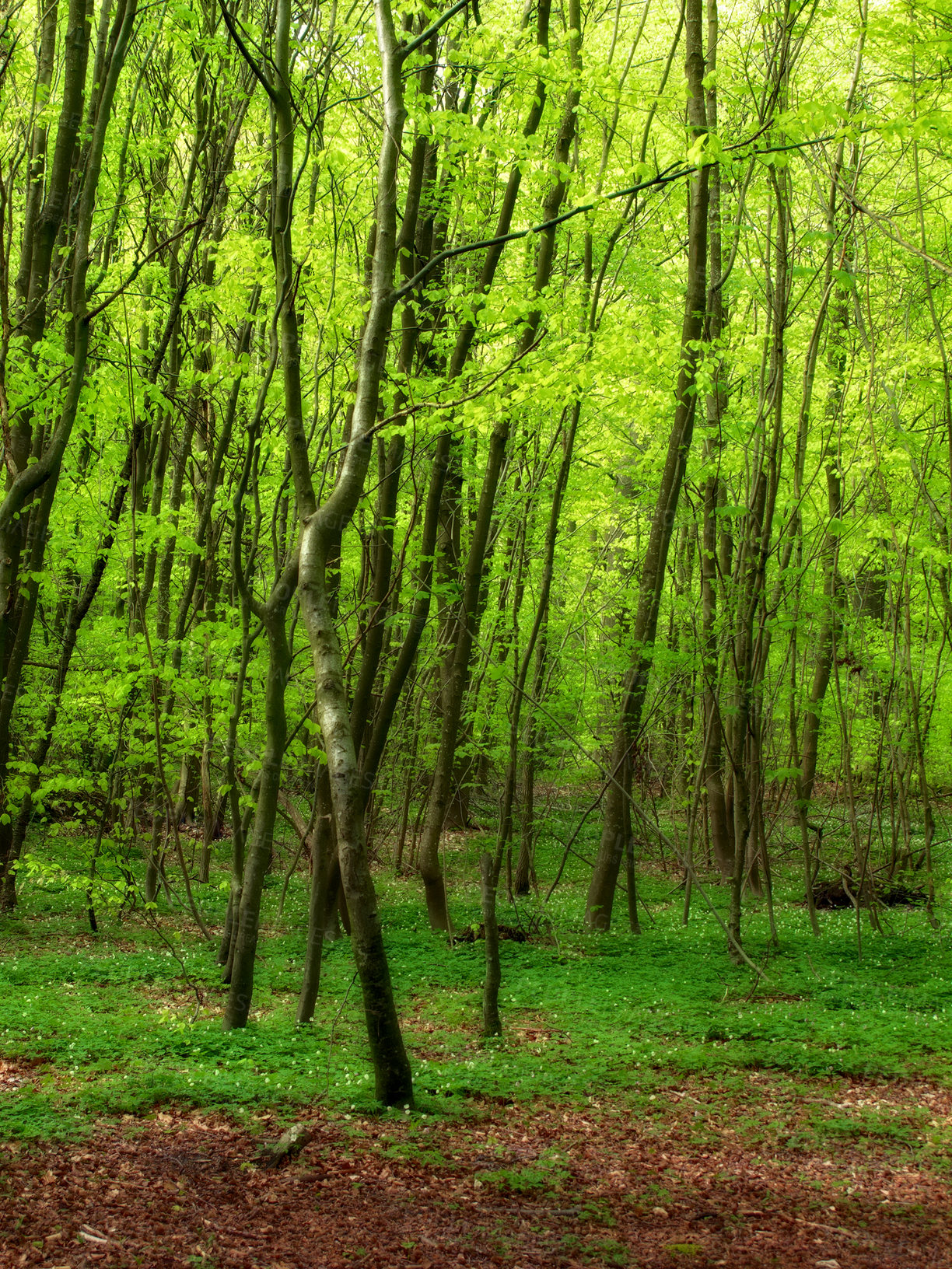 Buy stock photo Environment, forest and growth with trees in summer for conservation or sustainability of ecosystem. Earth, landscape and location with rainforest or woods for adventure, exploration and hiking