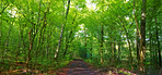 Lush forest in the spring