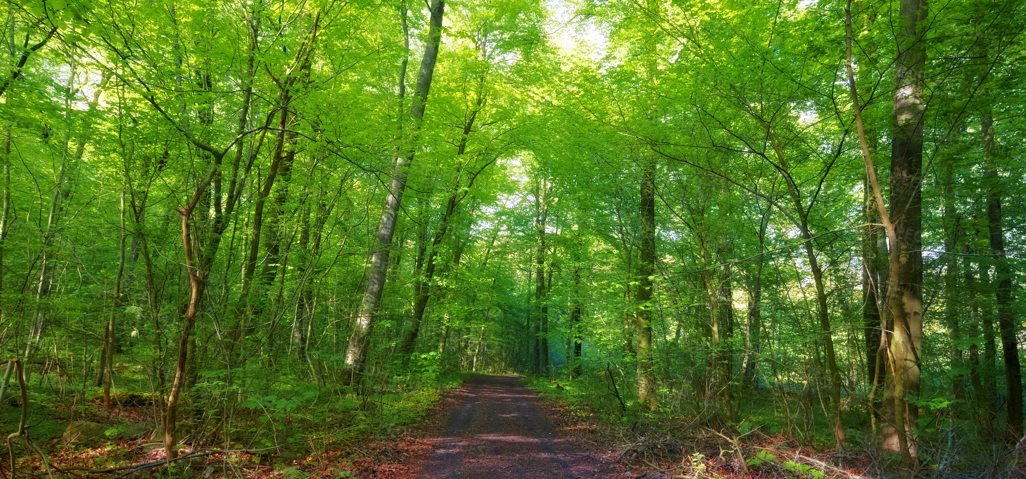 Buy stock photo Environment, forest trail and trees in summer for conservation or sustainability of ecosystem. Jungle, landscape and location with path in rainforest or woods for adventure, exploration and hiking