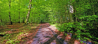 Buy stock photo Environment, forest and hiking path with trees in summer for conservation or sustainability of ecosystem. Earth, jungle and landscape with trail in rainforest or woods for adventure and exploration