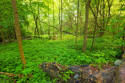 Buy stock photo Environment, forest and jungle with trees in summer for conservation or sustainability of ecosystem. Landscape, location and natural with rainforest or woods for adventure, exploration and hiking