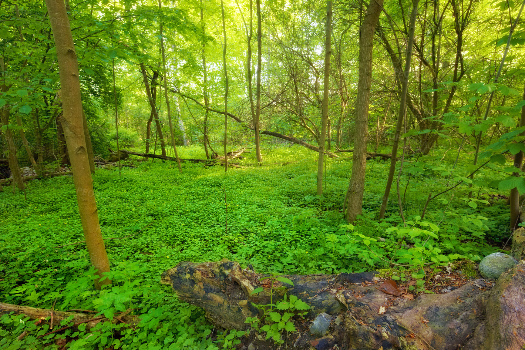 Buy stock photo Environment, forest and jungle with trees in summer for conservation or sustainability of ecosystem. Landscape, location and natural with rainforest or woods for adventure, exploration and hiking