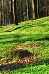 Lush forest in the spring