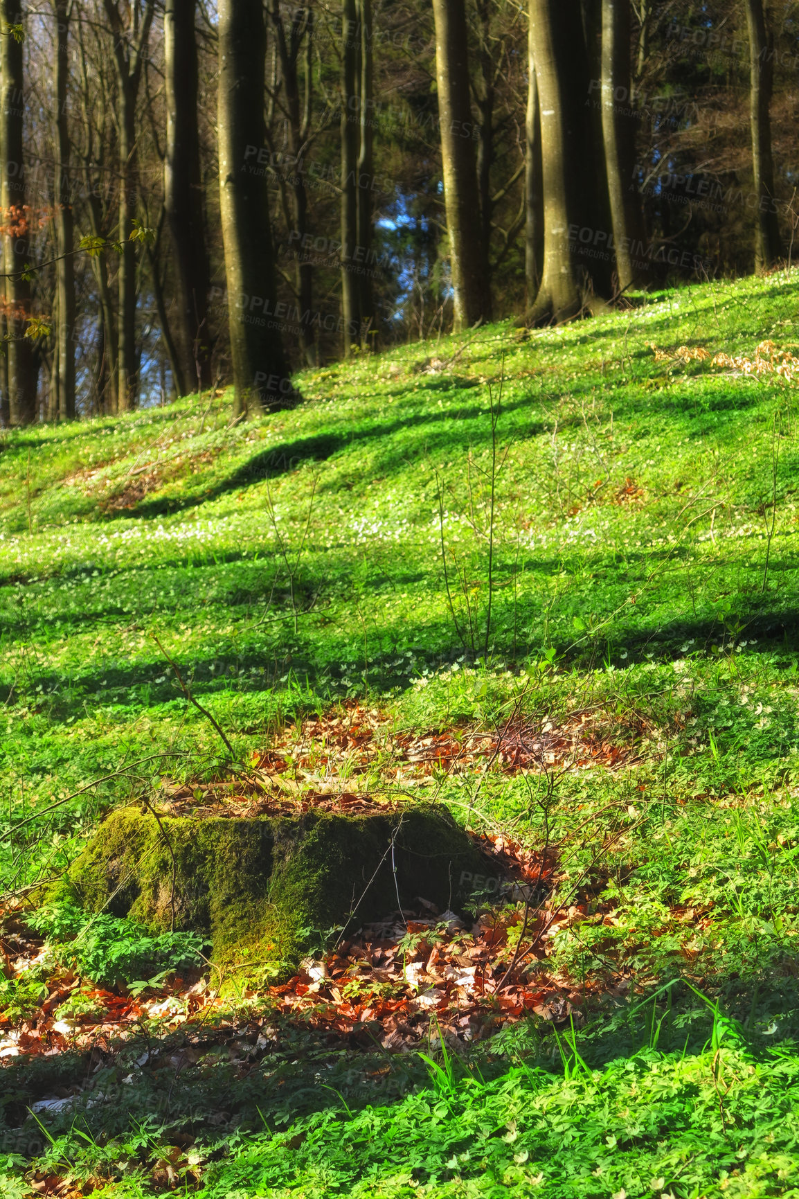 Buy stock photo Forest, grass and trees in nature or environment with landscape, greenery and conservation for picnic. Woods, ecosystem and field with plants in summer for adventure, explore and hiking in Denmark 