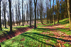 Lush forest in the spring