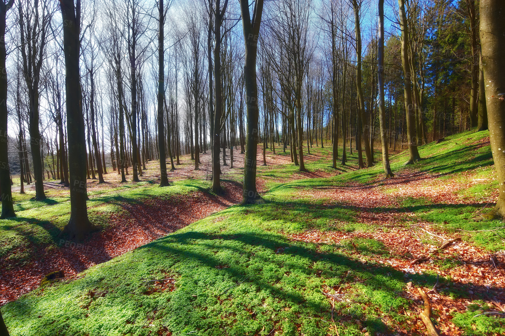 Buy stock photo Forest, woodland and trees in nature or environment with landscape, greenery and conservation for travel. Woods, ecosystem and hiking trail with grass in summer for adventure and explore in Russia