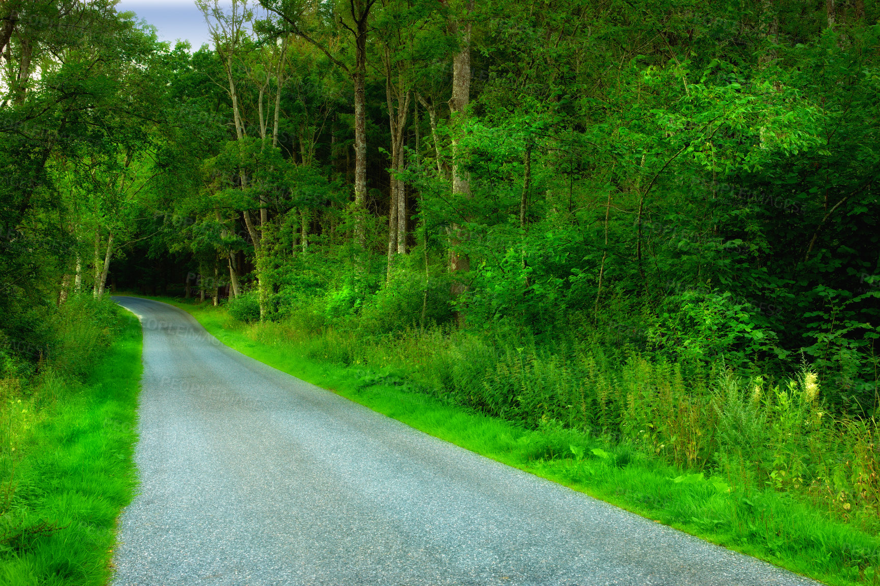 Buy stock photo Forrest, green and nature on roadside in Denmark for environmental, landscape and countryside for spring. Plants, trees and foliage in park for growth, grass and ecology outdoor for adventure