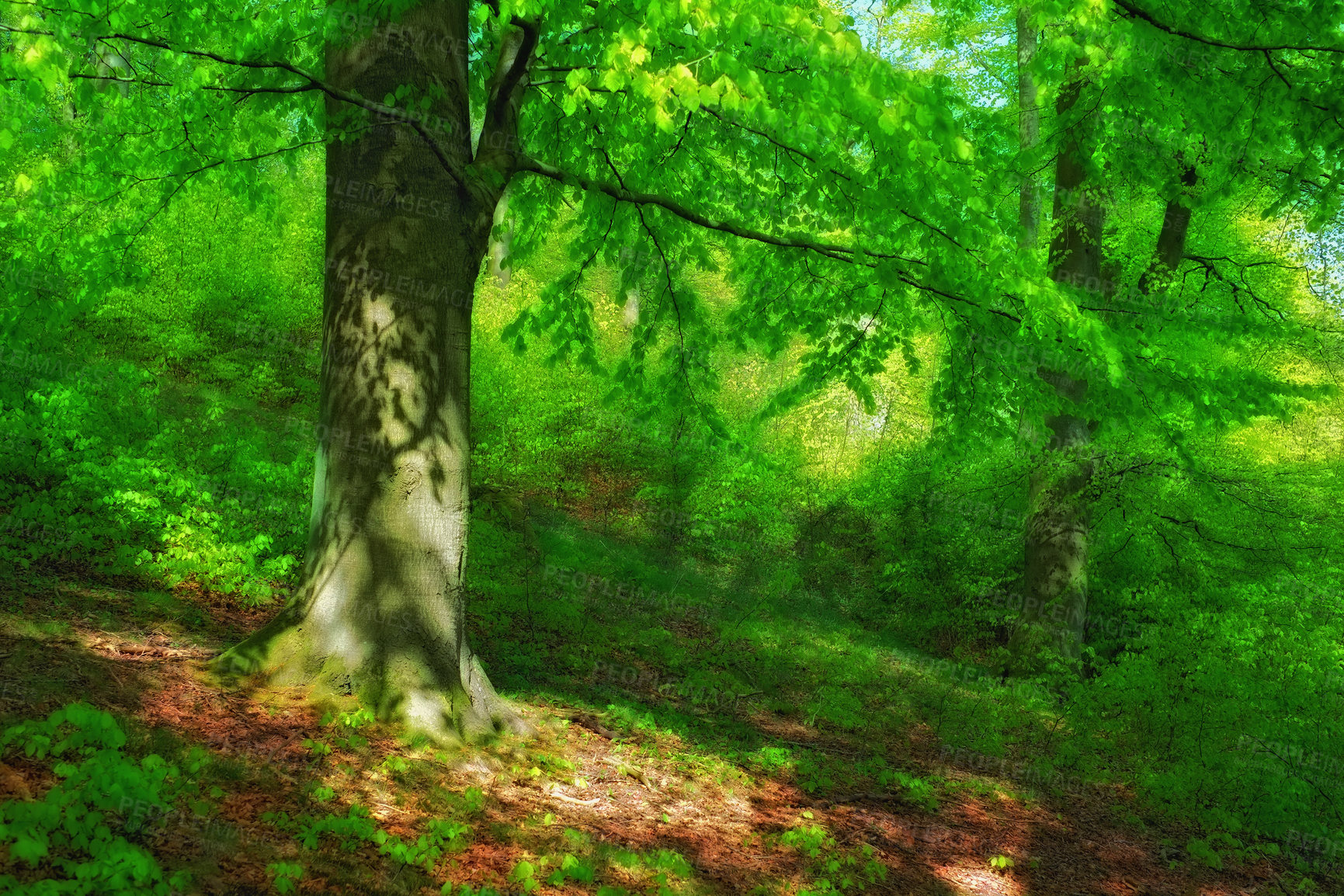 Buy stock photo Forest, woodland and trees with greenery in nature with environment, landscape and conservation to explore. Woods, ecosystem and rainforest with plants for adventure, travel and hiking in Denmark