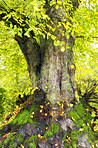 Lush forest in the spring