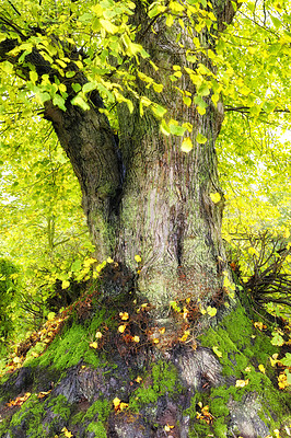 Buy stock photo Tree, leaves and nature in forest with moss for Spring, environment or countryside and park. Hardwood, foliage or  beauty in jungle or landscape with peace, green or ecology in Grove of Titans or USA