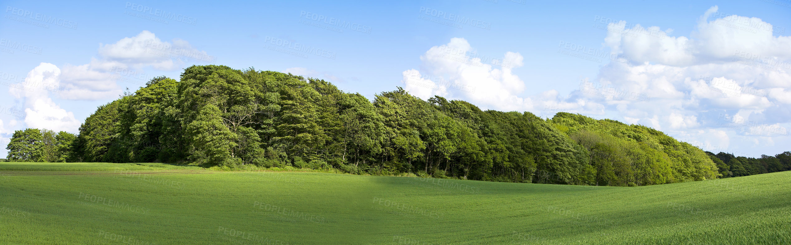 Buy stock photo Shot of a lush forest