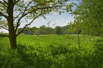 Lush forest in the spring