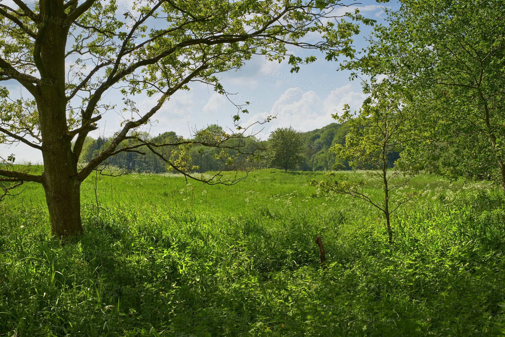 Buy stock photo Forest, grassland and trees in nature or environment with landscape, greenery and conservation for hiking. Woods, ecosystem and field with plants in summer for adventure, explore or trail in Germany 