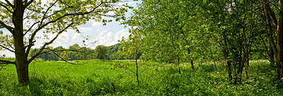 Buy stock photo Forest, grass and woods in nature or environment with landscape, greenery and conservation for travel. Trees, ecosystem and field with plants in summer for adventure, explore and hiking in Denmark 