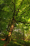 Lush forest in the spring