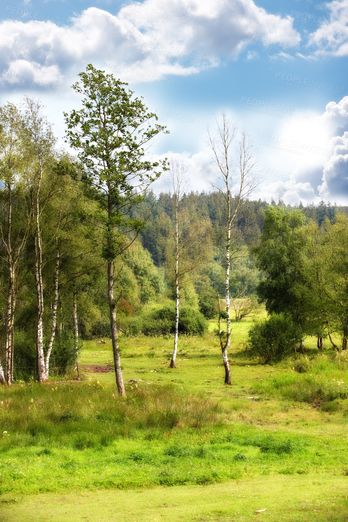 Buy stock photo Forest, field and trees in nature or environment with landscape, greenery and conservation with blue sky. Woods, ecosystem and grass with plants in summer for adventure, explore or hiking in Denmark 